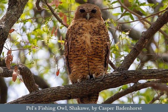 The elusive Pel's Fishing Owl