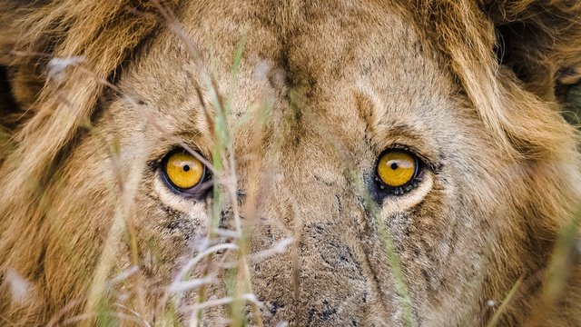 Lion spotted on safari with Experiential Travel