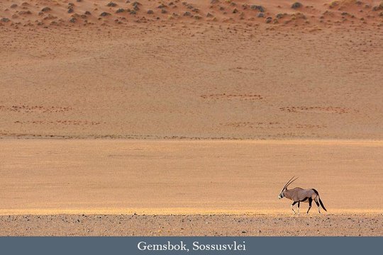 Oryx and Fairy Circles, Namib-Naukluft National Park