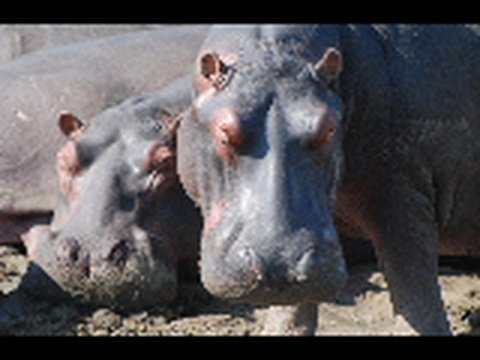 Hippopotamus and his lady love - Jaco Du Plessis