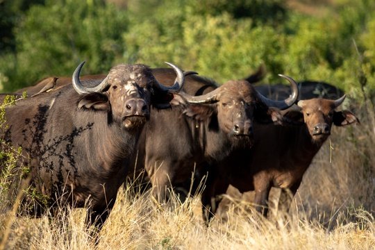 A herd of buffalo posing in a line