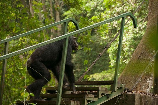 Chimpanzee tracking in Kyambura Gorge Queen Elizabeth national park