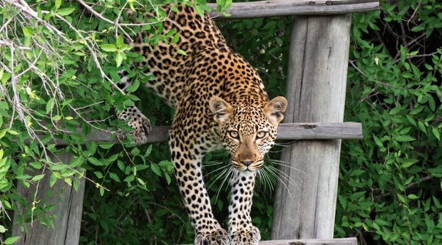 Leopard on steps