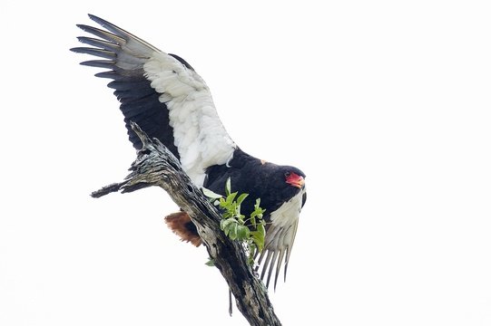 Male Bateleur with nesting material.