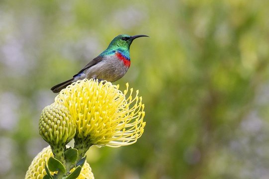 Southern Double-collared Sunbird, Kirstenbosch. 