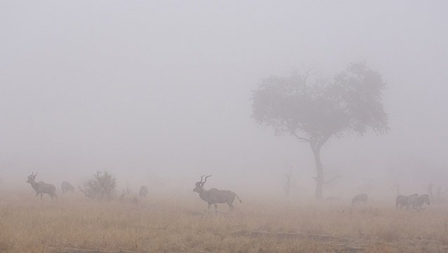 Kudu in the mist. 