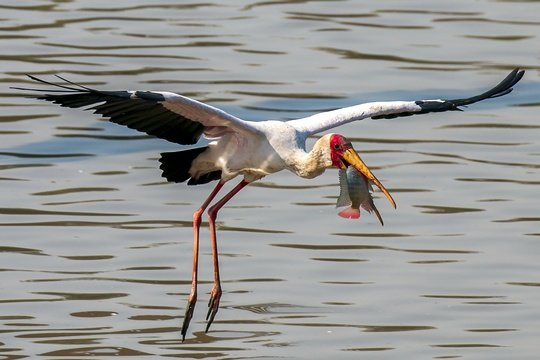 Yellow Billed Stork has caught a fish 