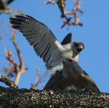 Shikra pair copulating (note food item brought by the male). 