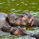 Hippopotamus in Queen Elizabeth National Park, Uganda 