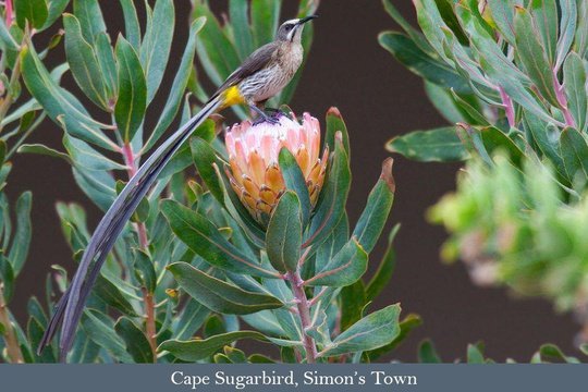 Cape Sugarbird, a cracking Fynbos endemic