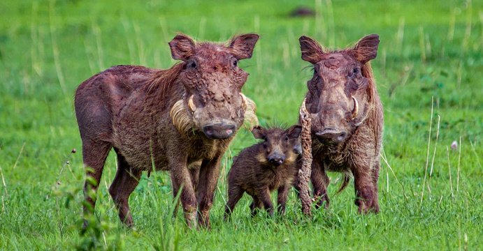 A warthog family in Murchison Falls National Park, Uganda