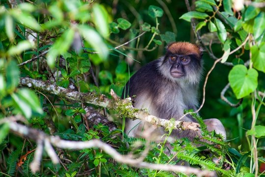 A red colobus monkey browsing in a tree, Uganda.