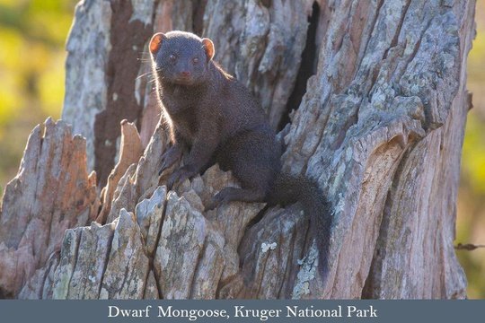 Dwarf Mongoose in the Kruger National Park