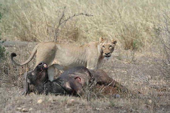Lioness with fresh Buffalo kill, Gudzani