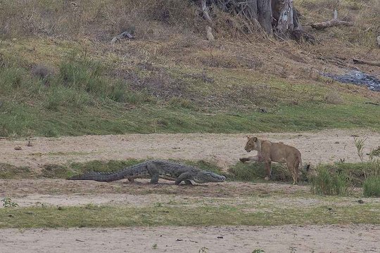 Apex predators - Lioness and Nile Crocodile. 