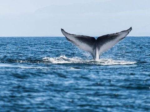 Whale season Garden Route South Africa