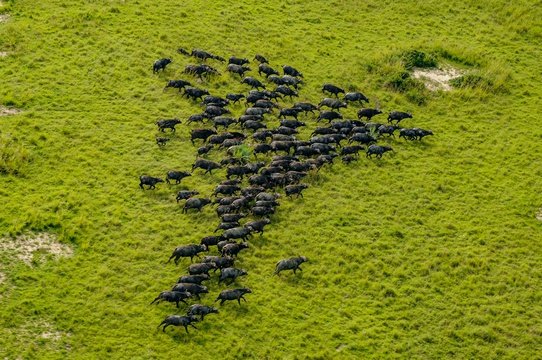 Buffalo herd stampeding across the savannah plains, Uganda.