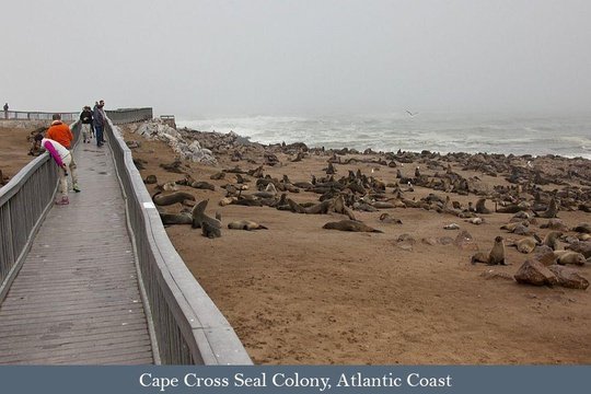 A tour of the Cape Cross seal colony