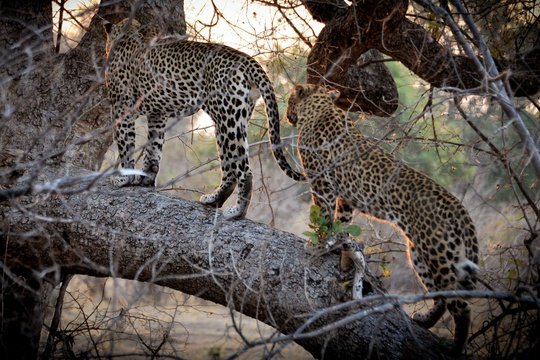 Male and female leopard in a tree
