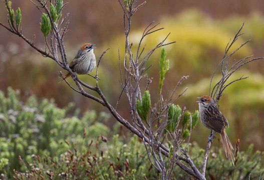 Cape Grassbirds, Cape Point. 