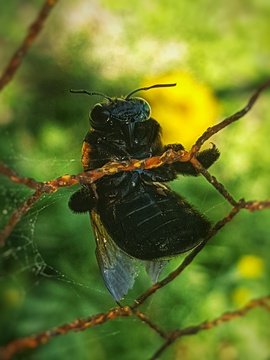 Wood borer bee polinator in iSimangaliso Wetland Park