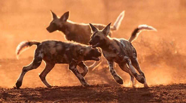 African Wild Dog Pups playing in the sand