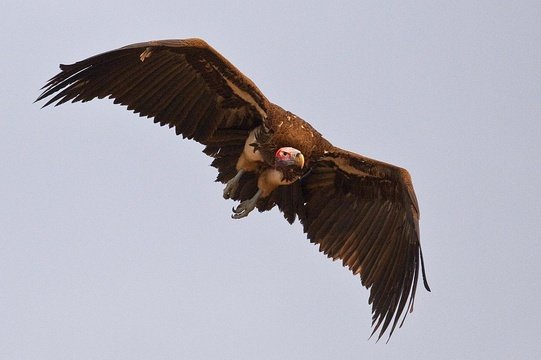 The massive Lappet-faced Vulture in flight. 