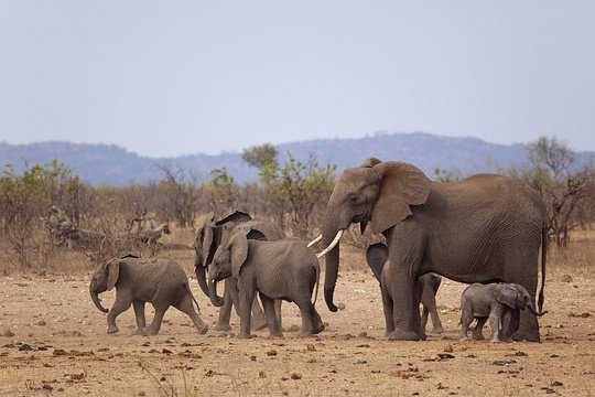 Elephant herd. 