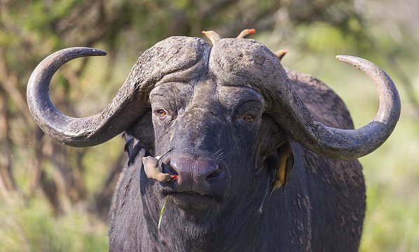 Buffalo with Oxpeckers 