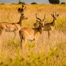 Uganda kobs grazing on golden plains, Queen Elizabeth National Park, Uganda