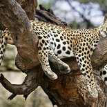 A leopard spotted whilst on a photographic family safari holiday at Leopard Mountain Safari Lodge in KZN, South Africa.