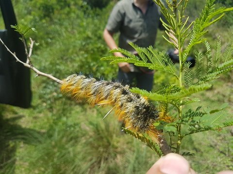 Gonometa caterpillar at Makakatana Bay Lodge