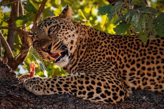 Leopard eating prey in a tree