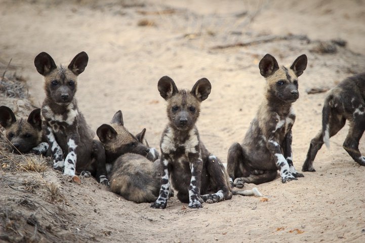 African wild dog puppies looking cute