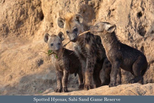 Spotted Hyena pups outside their den