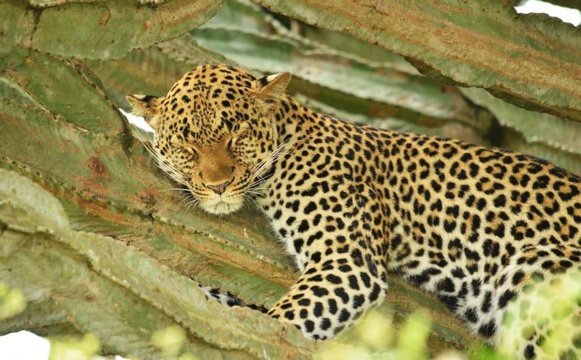 Leopard -in a tree  Wildlife Tour Packages in Uganda by MJ Safaris Uganda