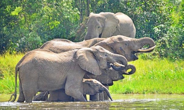 Elephant - Wildlife Tour Packages in Uganda by MJ Safaris