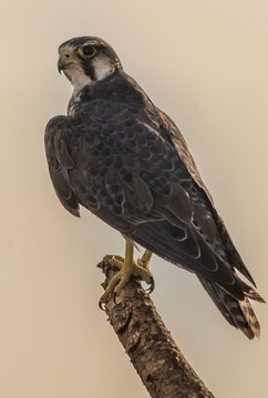 Lanner Falcon, bird watching tours ethiopia