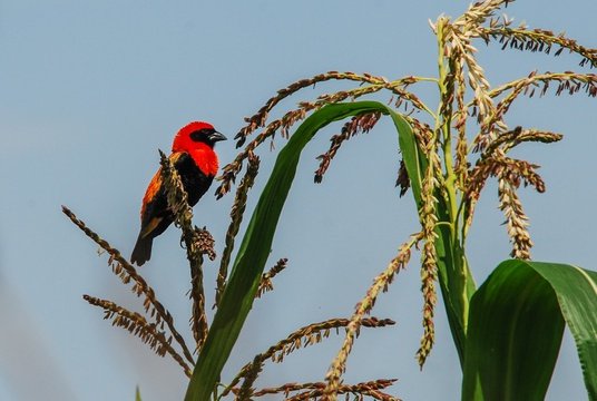 Northern and Southern Ethiopia Tours include bird watching