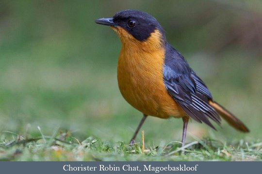 The forest-dwelling Chorister Robin Chat
