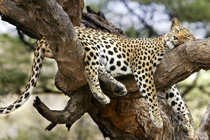 A leopard spotted whilst on a photographic family safari holiday at Leopard Mountain Safari Lodge in KZN, South Africa.