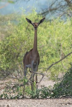 Gerenuk antelope, safari holidays in Ethiopia
