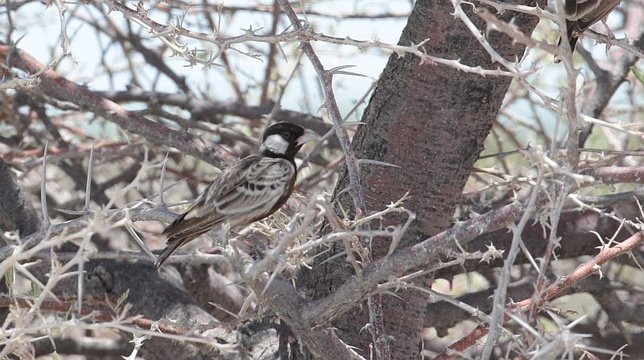 Grey-backed Sparrowlark