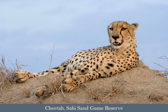 Cheetah on a termite mound