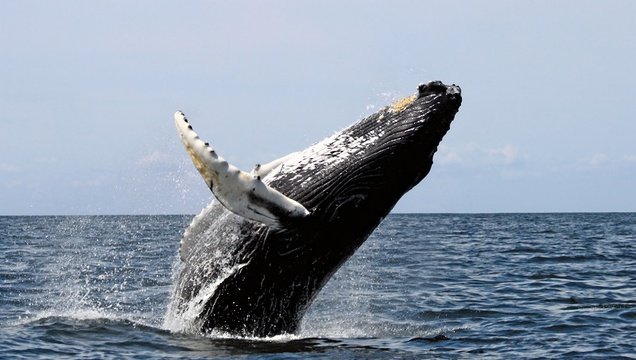 Humpback whale breach. Image: Wikipedia