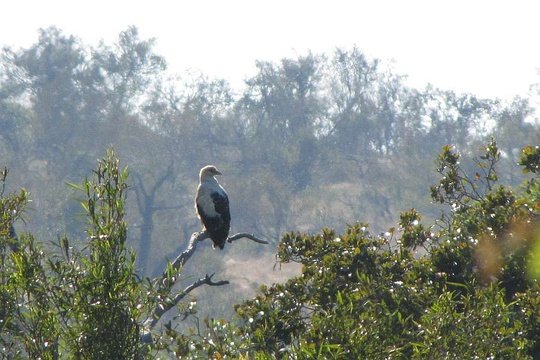 Palm-nut Vulture, a rare visitor to Kruger. 