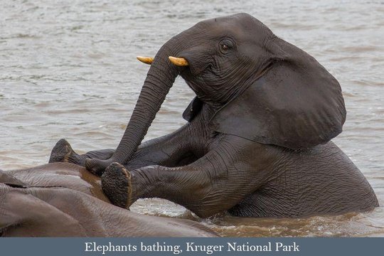 Elephants bathing, Kruger