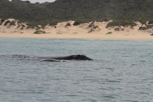 Whales seen in Mossel Bay