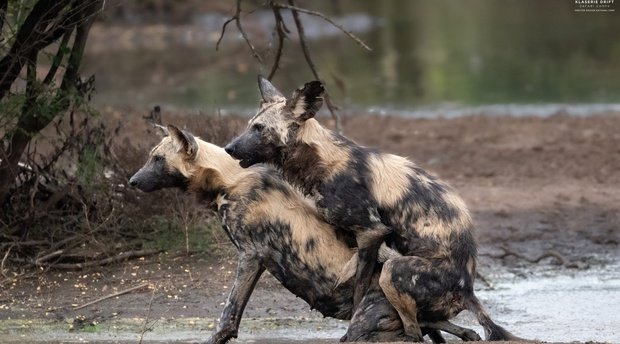 Mating African wild dogs
