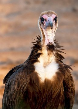 Southern Cross Vulture in South Luangwa National Park